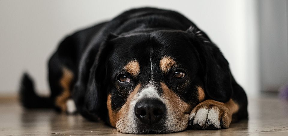 Black dog relaxing on the floor